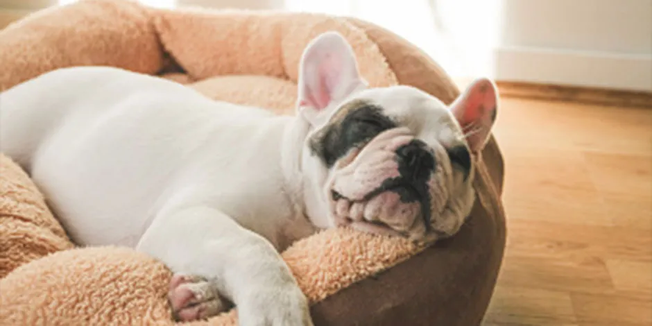 El vómito amarillo en perros puede afectar el bienestar de tu mascota. Bulldog francés en su cama.